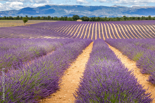 Lavender field