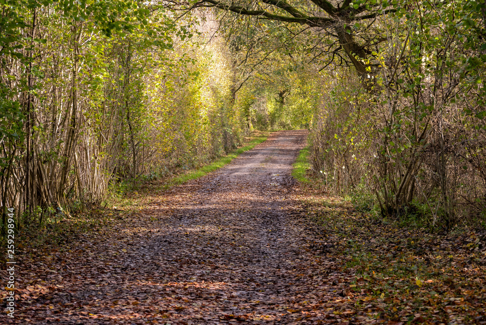 Autum landscape Autum landscape