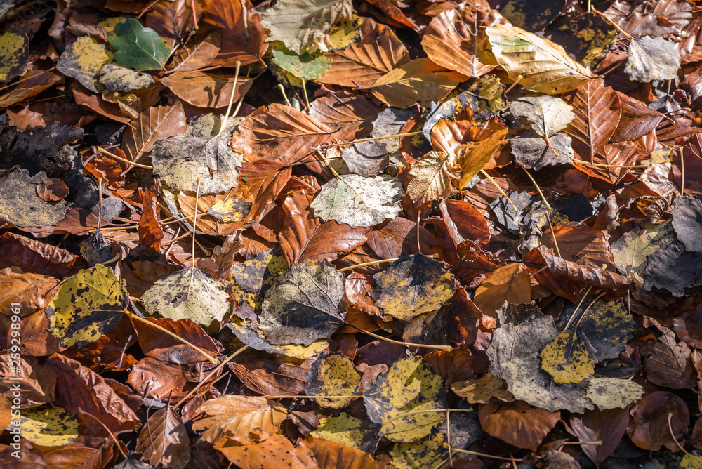 Autum landscape Autum landscape
