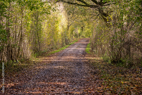 Autum landscape