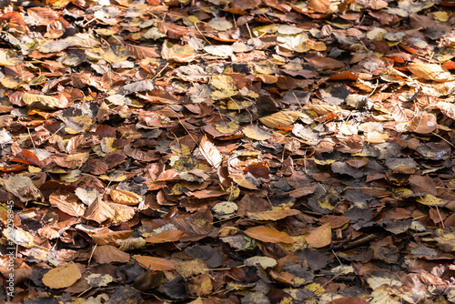 Autum landscape