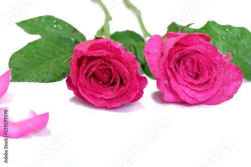 In selective focus of a sweet pink rose flower with droplets and blurred a pile of corollas on white isolated background 