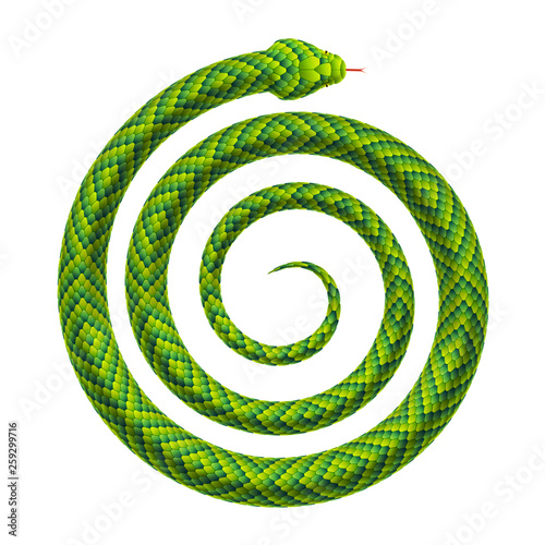 Vector realistic illustration of a snake rolled up into a spiral shape