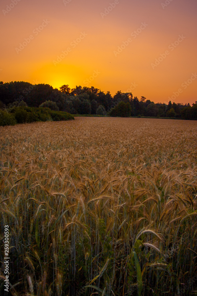 Beautiful sunset on the Wheat field. Italy. Lombardi.