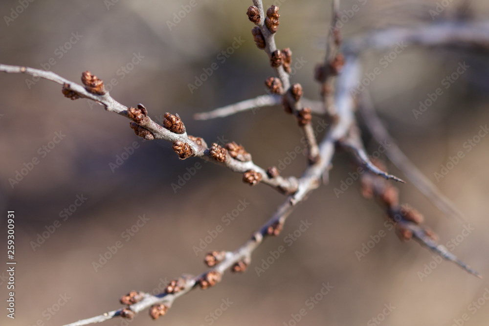 Close up of buds on branches in springtime