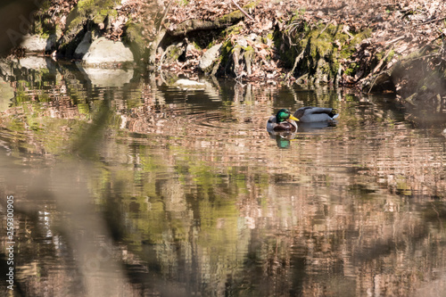 Mallard on the water.