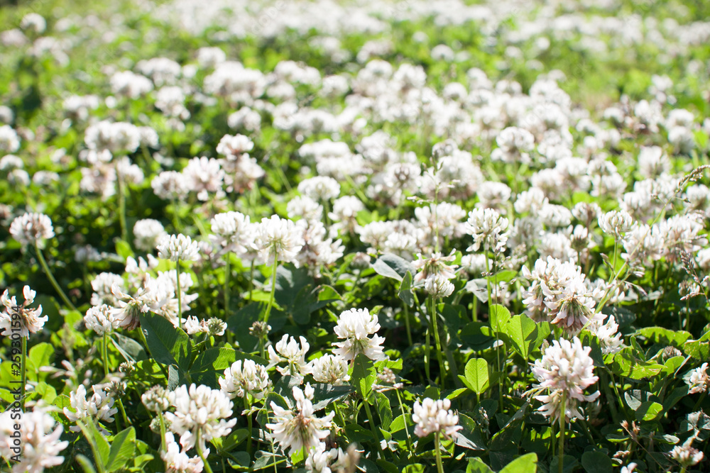 bright summer field with white clover flowers bright summer field with white clover flowers