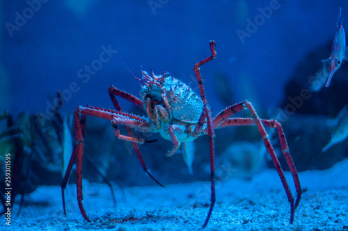 Giant Japanese spider crab in aquarium