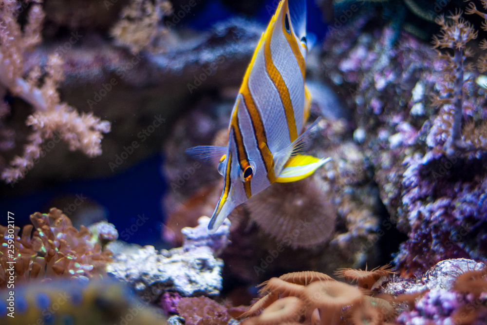 Fototapeta premium Tropical ocean underwater with corals and fish. Underwater landscape