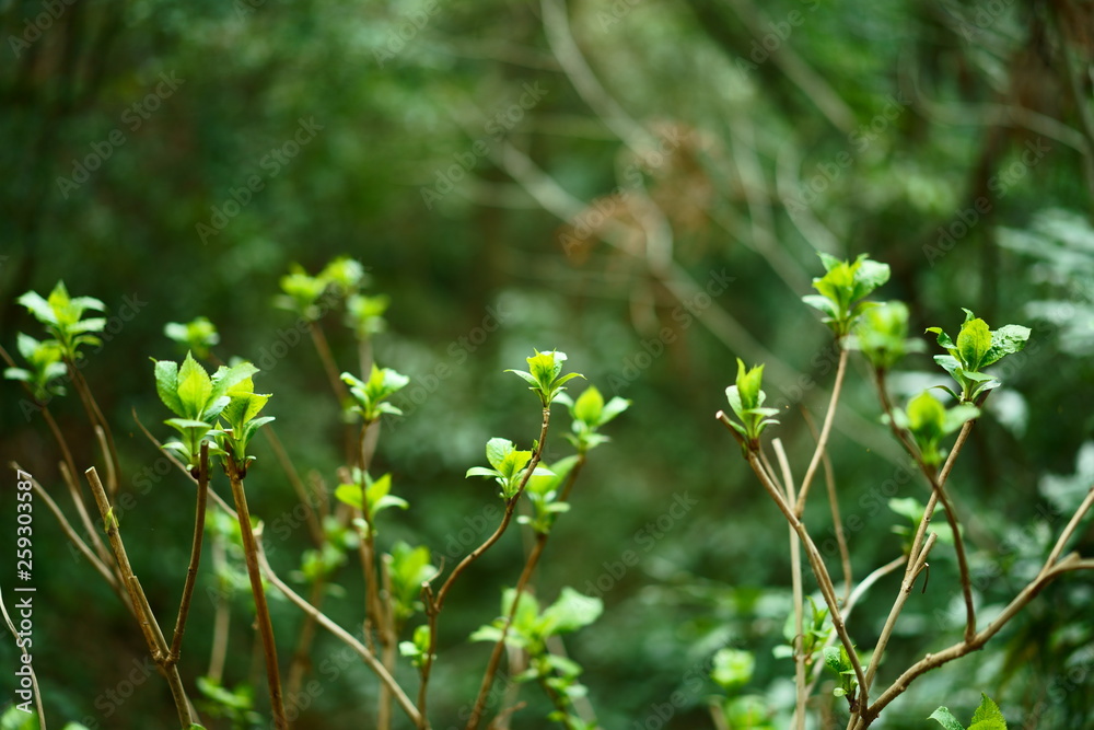 new leaves of hydrangea in spring in japan new leaves of hydrangea in spring in japan