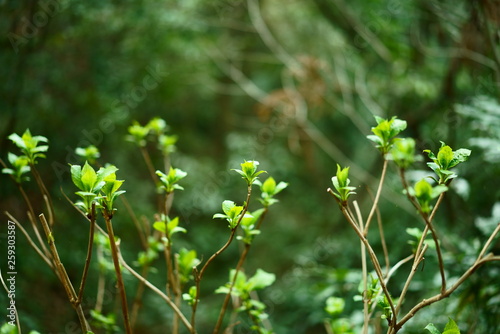 new leaves of hydrangea in spring in japan