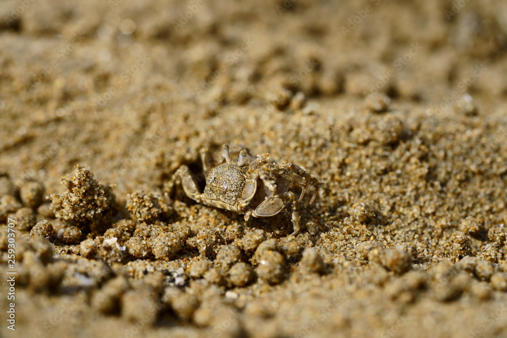 sand crab on the beach