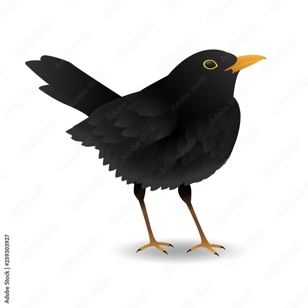 Fototapeta premium Vektor Amsel Grafik