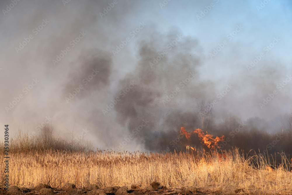 Wild fire, burning cane in the slough. Nature disaster: dry bog at the lake caught in flames of fire.