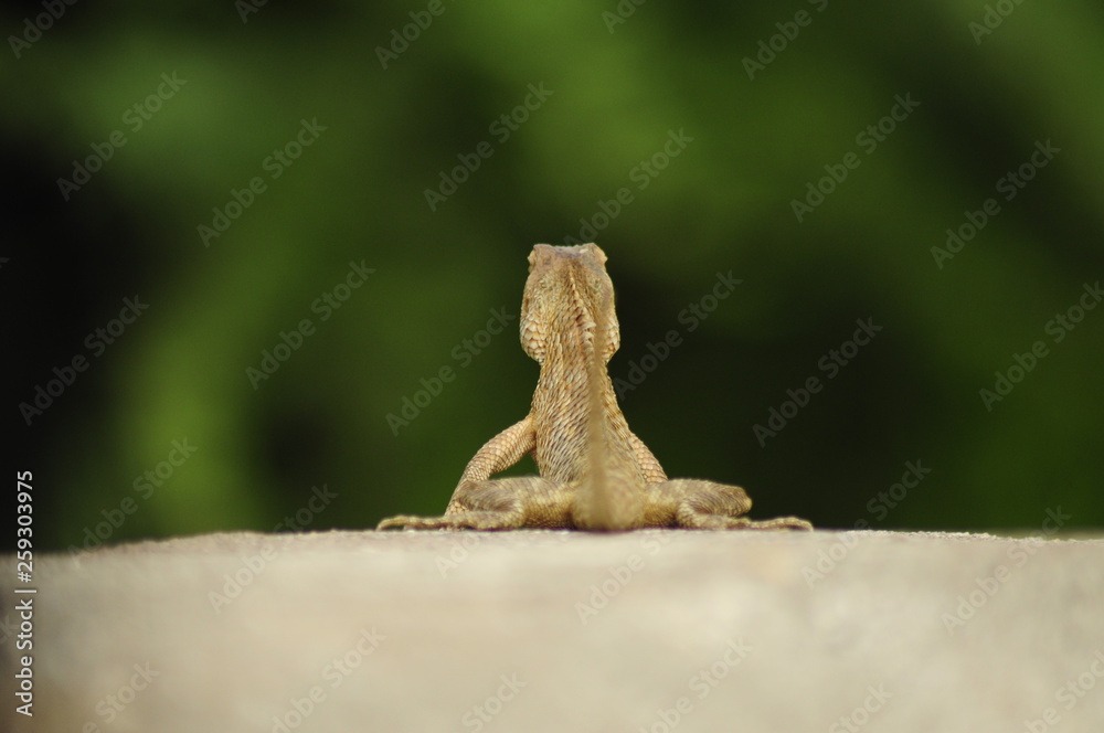lizard on wall in green background lizard on wall in green background