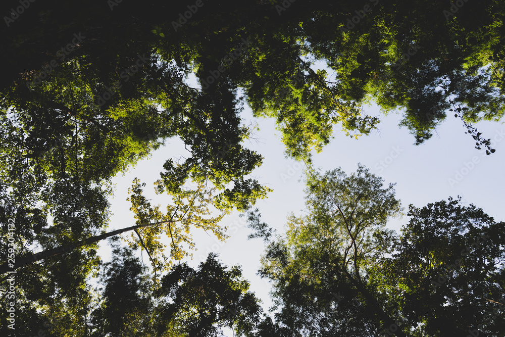 Fototapeta premium Light and trees, Green Summer Forest Park background