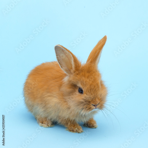 little red fluffy rabbit on blue background. Easter holiday concept