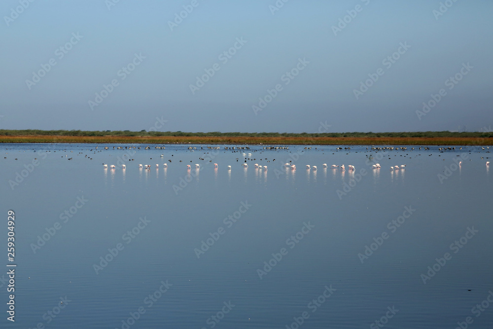 birds in water wide angle photography birds in water wide angle photography