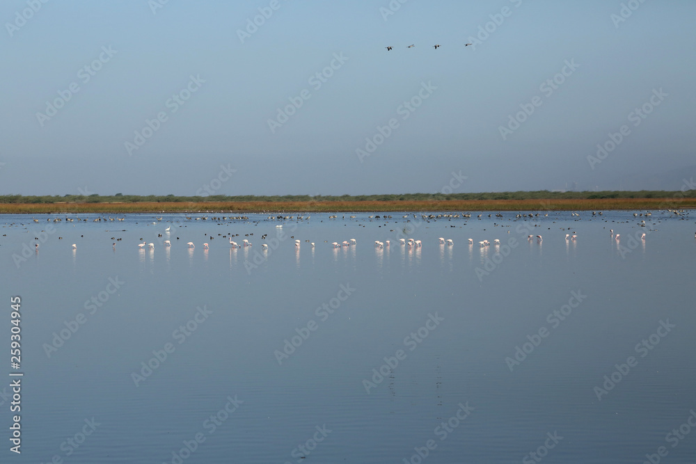 birds in water wide angle photography birds in water wide angle photography
