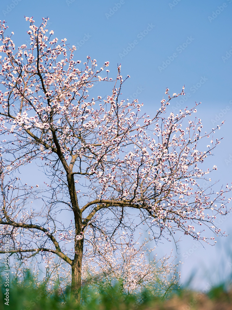 full bloom of apricot trees in Europe full bloom of apricot trees in Europe
