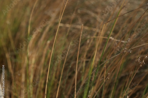 grass in landscap photograpny