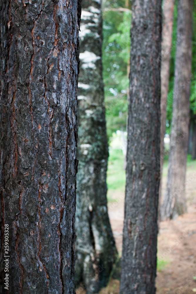 Rough relief brown bark of trees in the summer forest Rough relief brown bark of trees in the summer forest