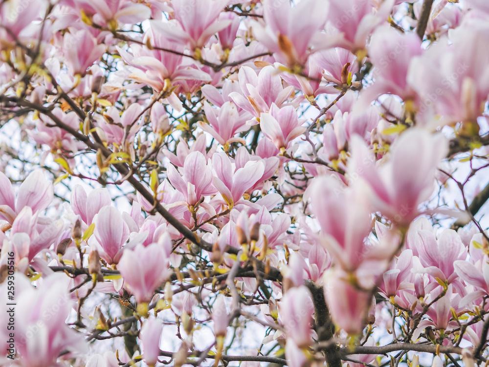 Obraz premium Beautiful flowering Magnolia pink blossom tree in spring season. Closeup of magnolia tree blossom with blurred background and warm sunshine. Magnoliaceae soulangeana