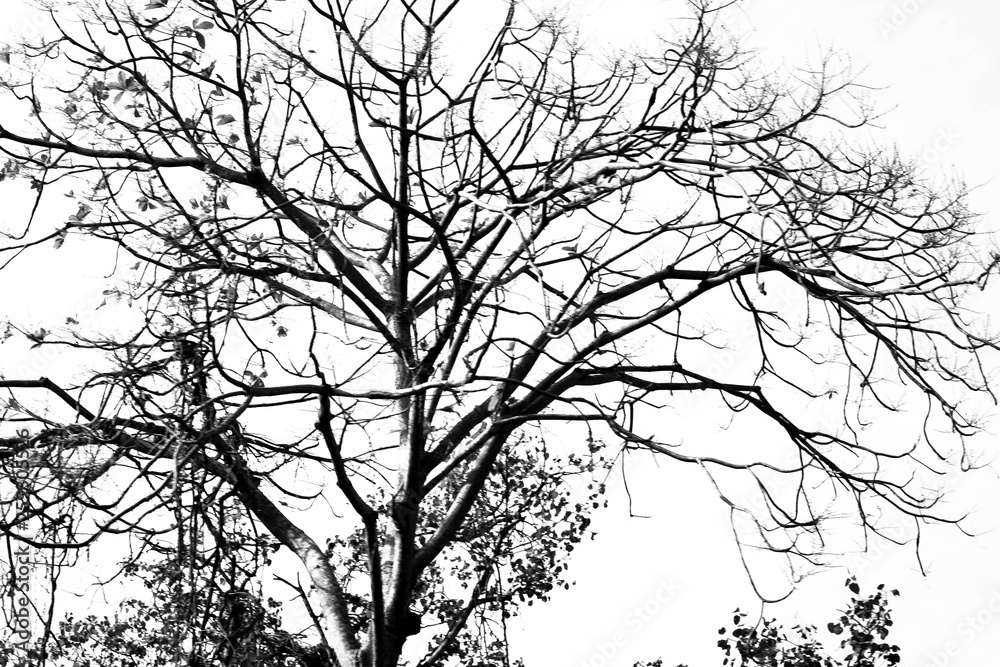 Fototapeta premium Silhouette of leafless branches isolated on white background