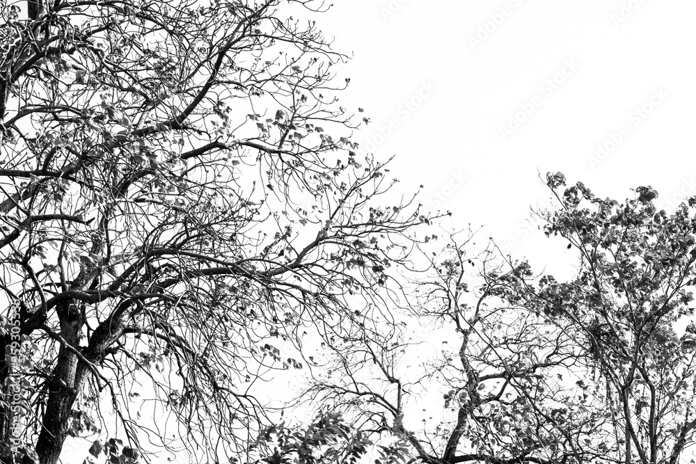 Silhouette of leafless branches isolated on white background Silhouette of leafless branches isolated on white background