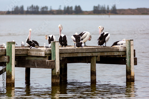 Pelicans on Hectors Jetty on the Fleurieu Peninsula Goolwa South Australia on 3rd April 2019 photo
