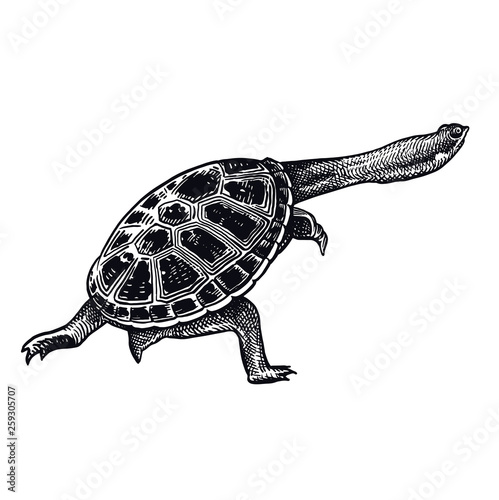 Animal of underwater world. Amazonian river turtle isolated. Black and white reptile vector illustration.