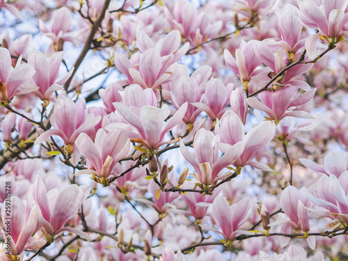 Beautiful flowering Magnolia pink blossom tree in spring season. Closeup of magnolia tree blossom with blurred background and warm sunshine. Magnoliaceae soulangeana © olenap