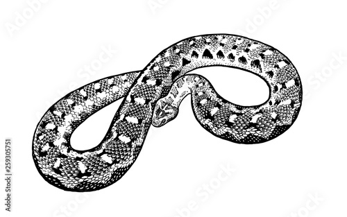 Black and white reptile vector illustration. Snake isolated. Hand realistic drawing.