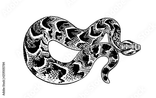 Black and white reptile vector illustration. Snake isolated.