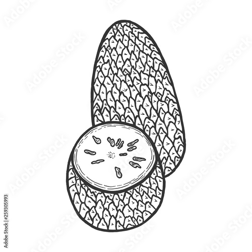 Soursop graviola guyabano annona exotic fruit sketch engraving vector illustration. Scratch board style imitation. Black and white hand drawn image.