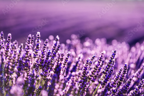 Valensole lavender in Provence, France