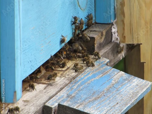 Bee near the hive