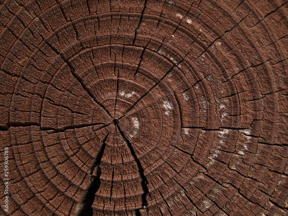 Fototapeta premium cross section of tree trunk