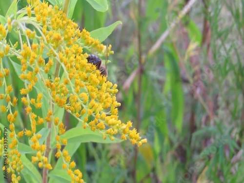 Bee on yellow flower