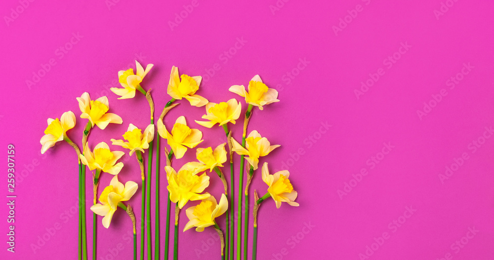 Spring floral background. Yellow narcissus or daffodil flowers on bright pink fuchsia background top view flat lay. Easter concept, International Women's Day, March 8, holiday. Card with flowers. Spring floral background. Yellow narcissus or daffodil flowers on bright pink fuchsia background top view flat lay. Easter concept, International Women's Day, March 8, holiday. Card with flowers.