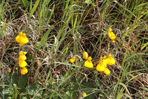 Fleurs Torres del Paine photo