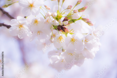 桜 © saitoh2010