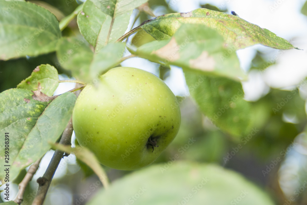 Green apple on a tree among the leaves Green apple on a tree among the leaves