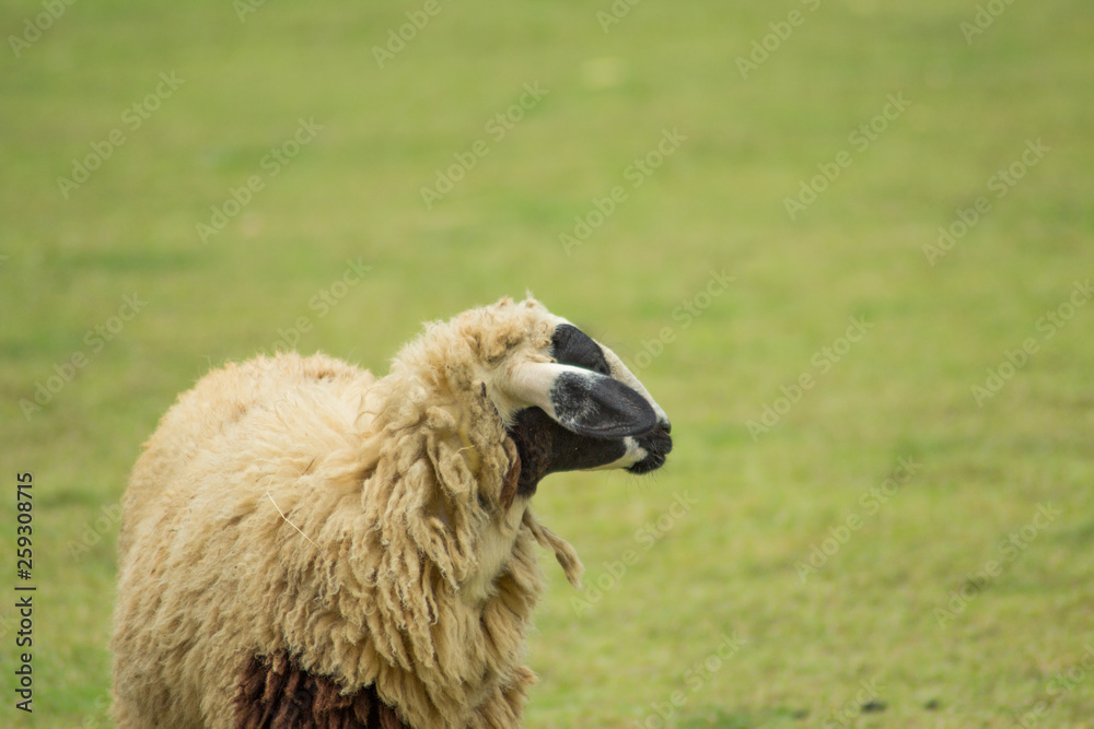 Side of Sheep with blur grass background Side of Sheep with blur grass background