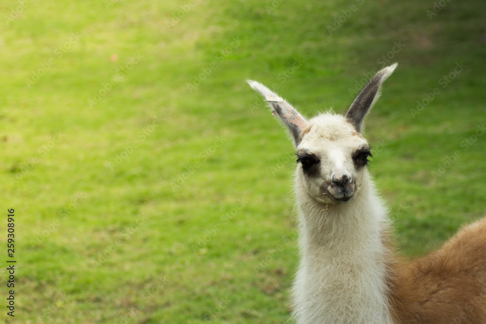 Obraz premium Closeup Lama with copy space