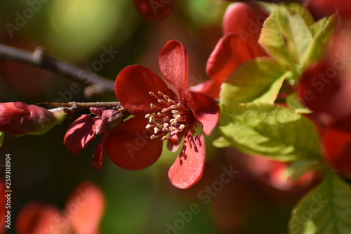 Japanische Zierquitte (Chaenomeles japonica) photo