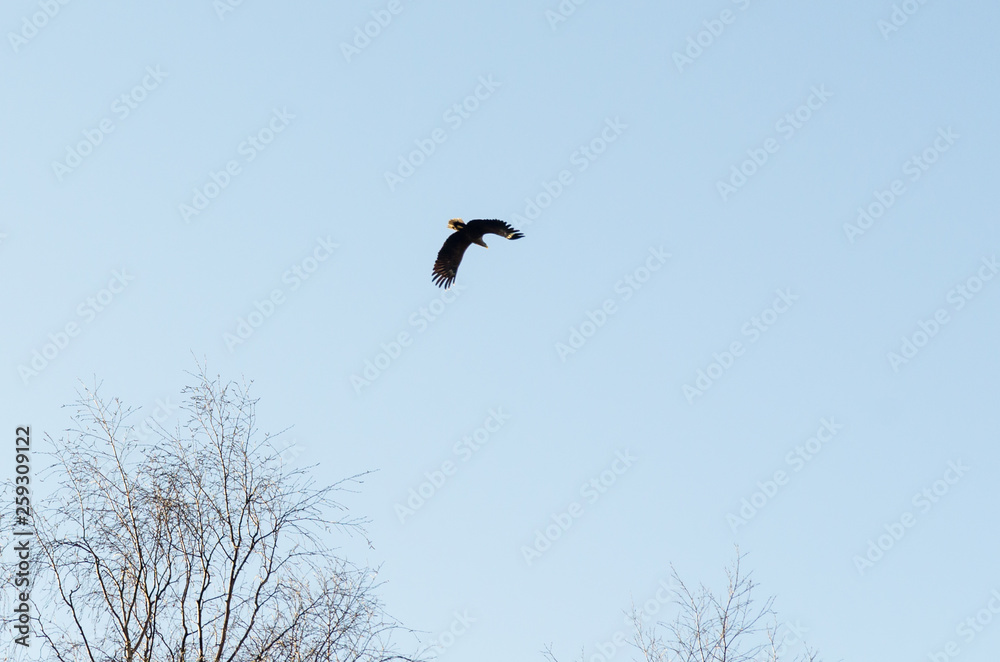 Majestic eagle in flight above the tree tops Majestic eagle in flight above the tree tops