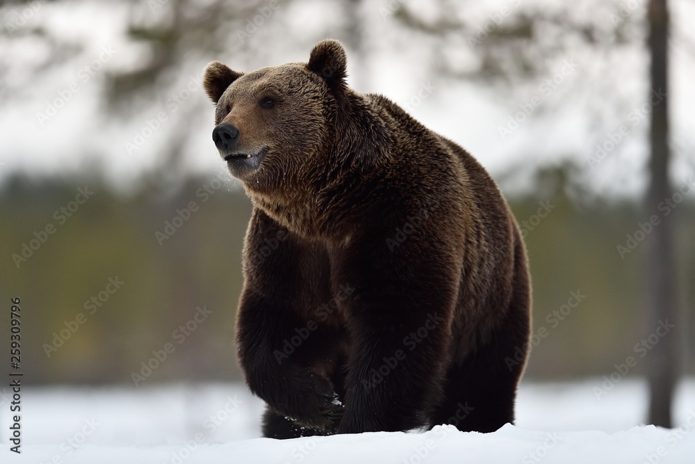 Big male brown bear on snow