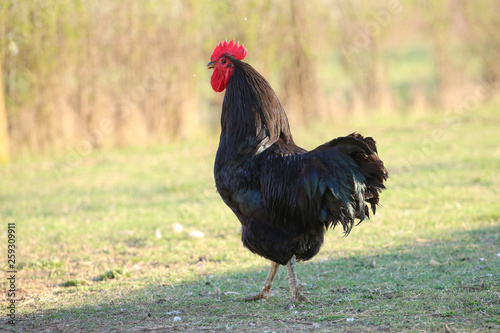 Black rooster voodoo symbol