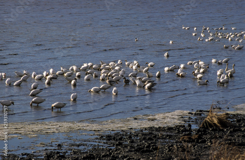 Oie des neiges,.Anser caerulescens, Snow Goose, Réserve nationale de faune du Cap Tourmente, Quebec, Canada photo